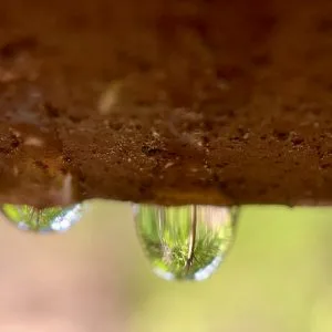 Domestic Partnership Agreement Water Droplet Rain on Wood
