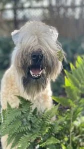 Well-Settled in the New Environment. Wheaten terrier in ferns. Michael P Sampson