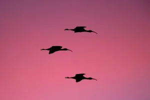 Silhouette of 3 flying birds in pink red sunset. Photo by Ray Hennessy (Unsplash). Six defenses to International Child Abduction under the Hague Convention.