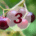 Collaborative Divorce Step 3 Red Berries