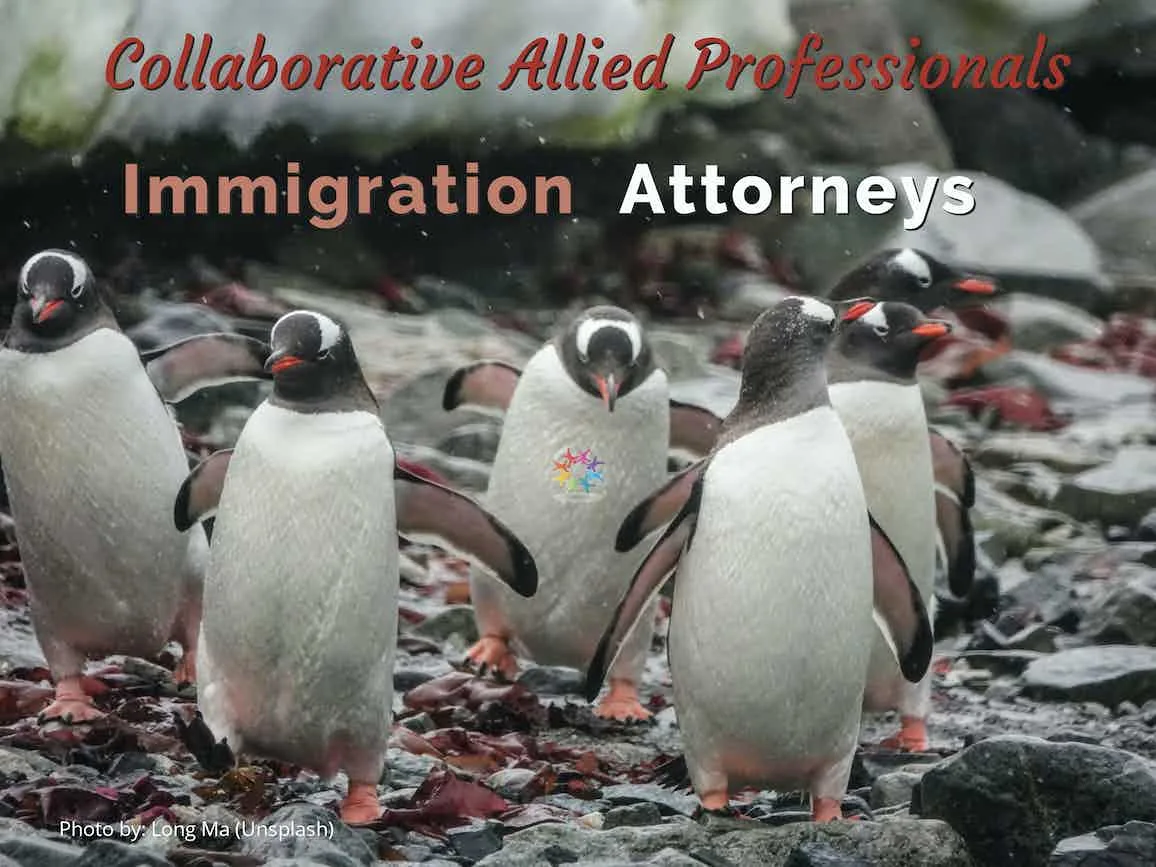 Immigration Attorneys on Collaborative Teams. Penguins migrating.