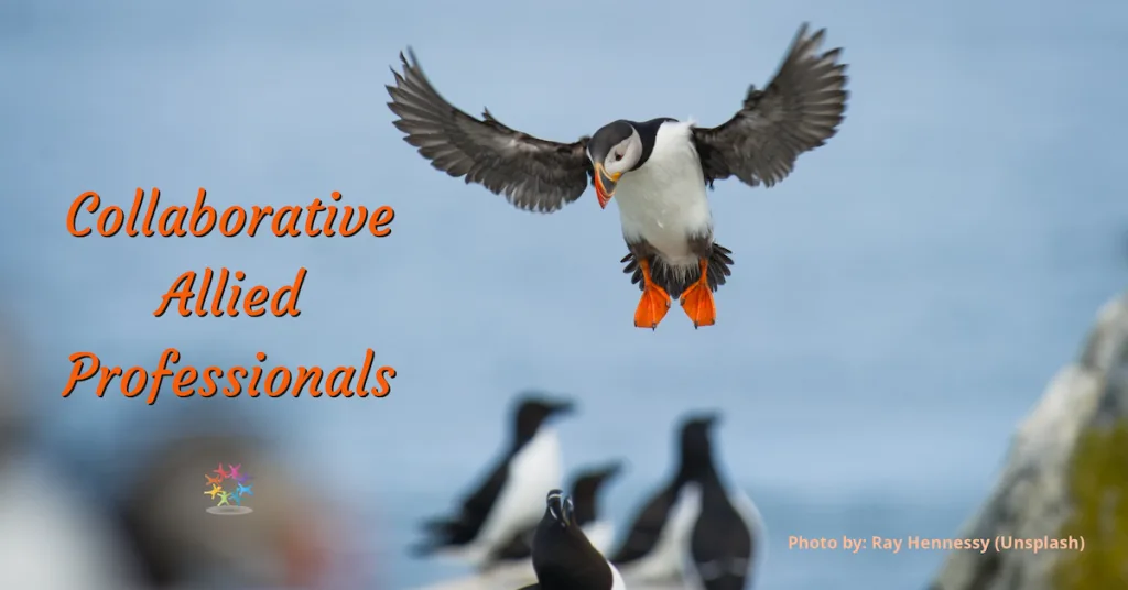 Collaborative Allied Professionals. Atlantic Puffin coming in to land with its wings spread and big orange feet down while a Razorbill sits on a rock below on Machias Seal Island.