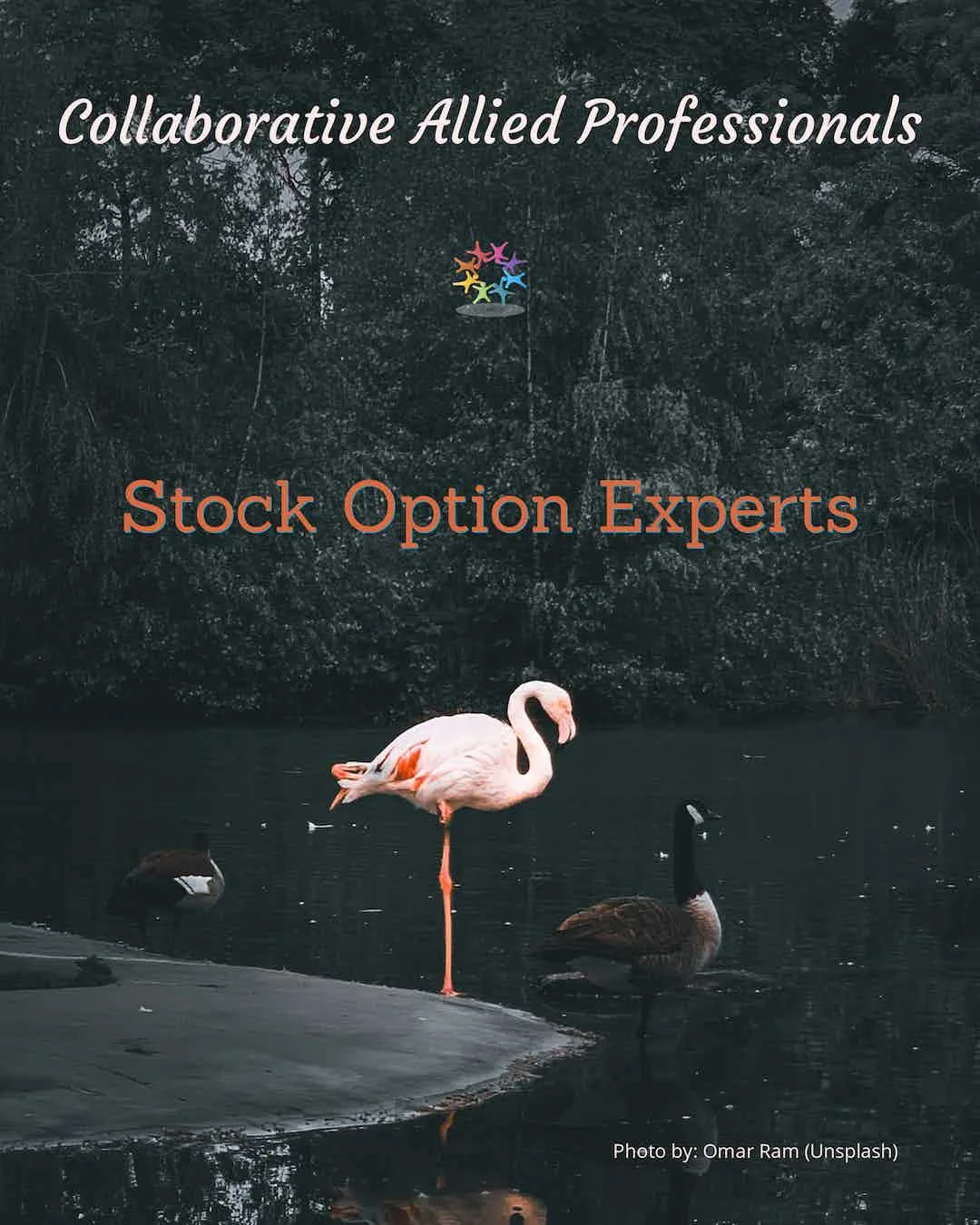 Collaborative Stock Option Experts. Pink Flamingo on dock, with ducks in dark pond.
