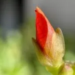 Red flower rose by any other name.