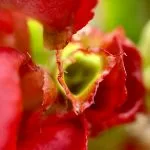 Red flower green center