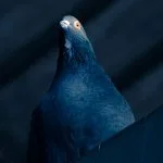 Dark blue pigeon