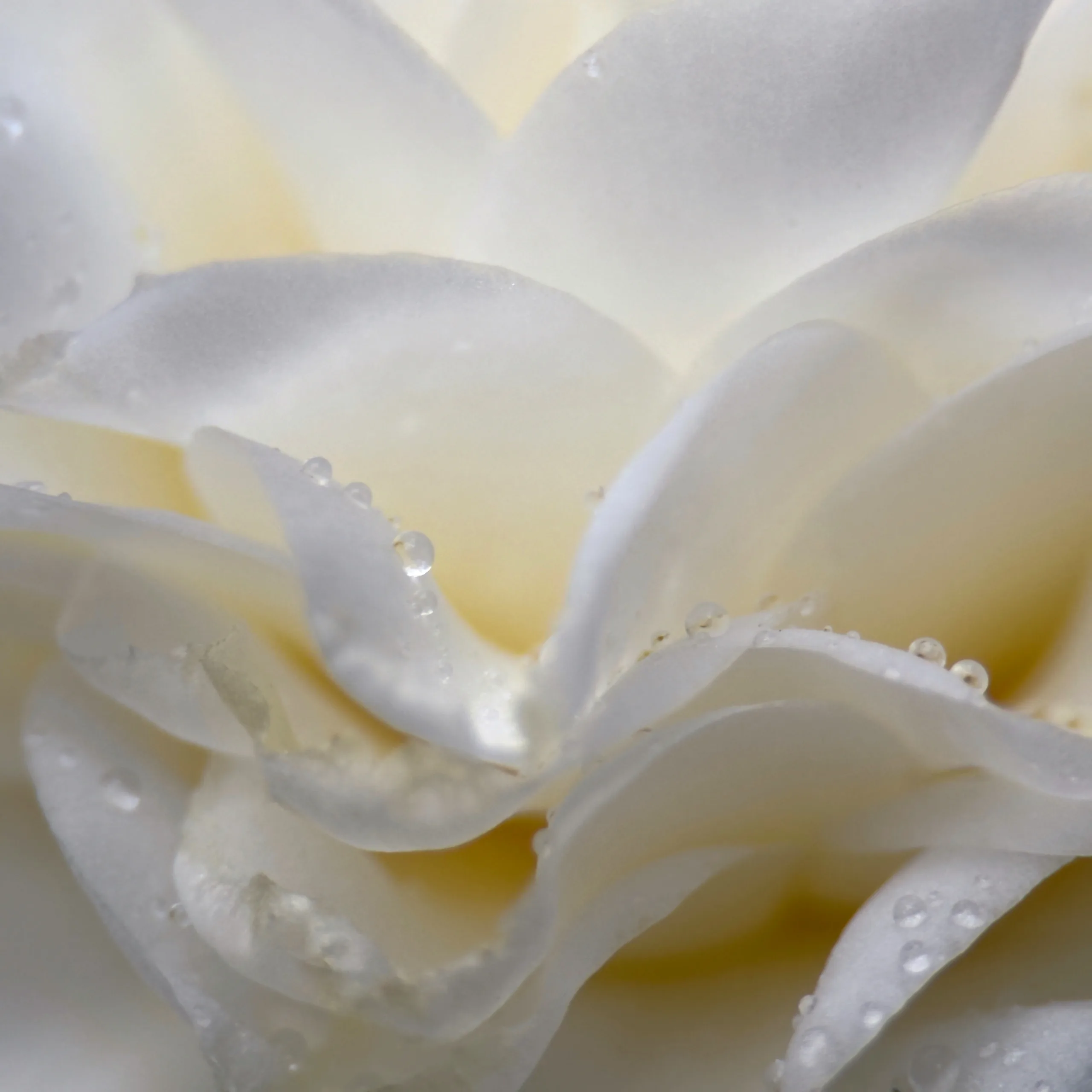 White Camellia with raindrops on petals.