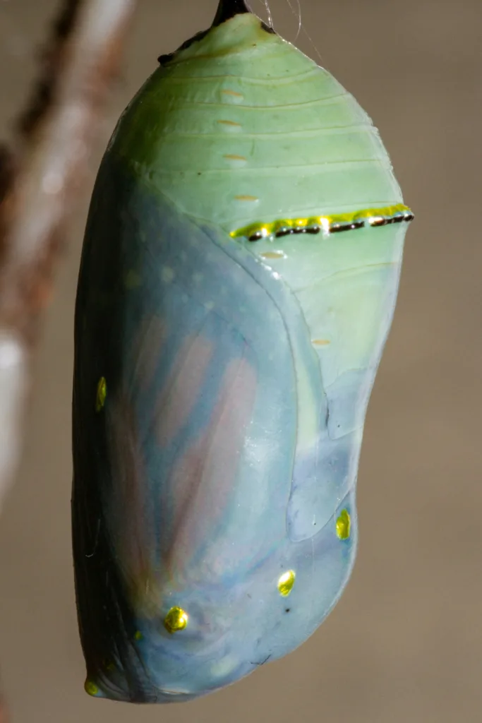 Chrysalis stage of monarch butterfly. Clients emerging into butterflies after exercising self-determination