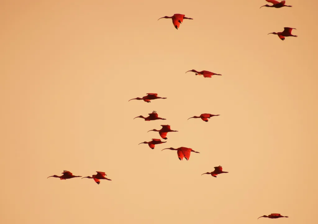 Scarlet Ibis Flock Trinidad and Tobago. Clients Retain Power Collaborative Law Process