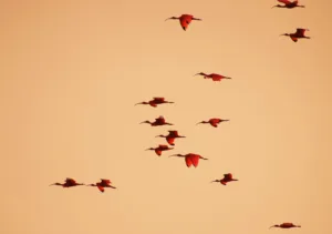 Scarlet Ibis Flock Trinidad and Tobago. Clients Retain Power Collaborative Law Process