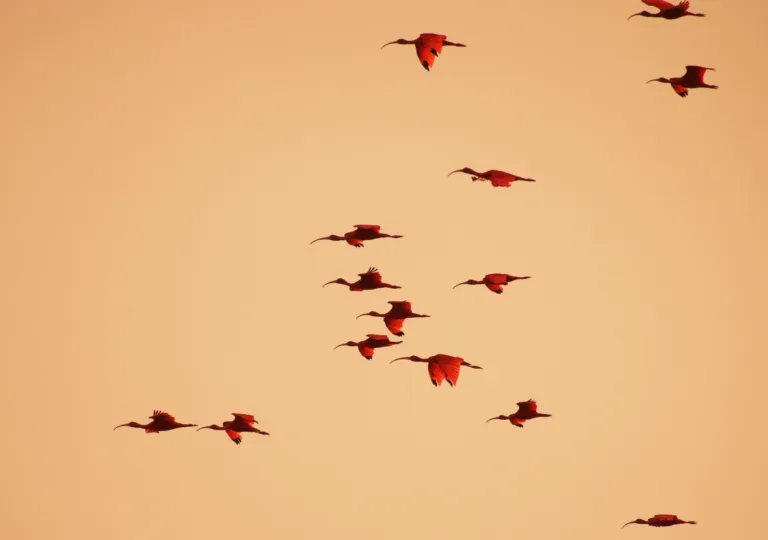 Scarlet Ibis Flock Trinidad and Tobago. Clients Retain Power Collaborative Law Process