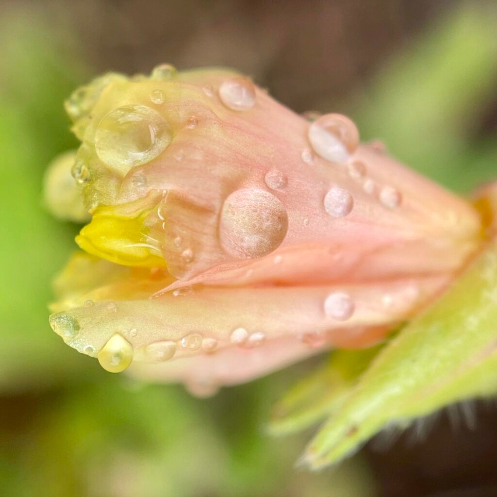 Imminent Sale Doctrine macro peach flower with raindrops