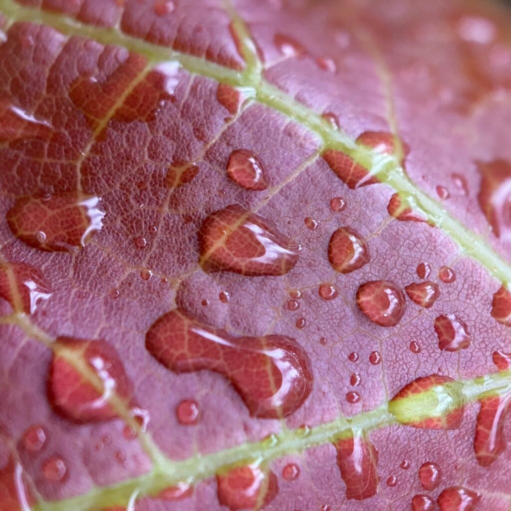 Red leaf with raindrops