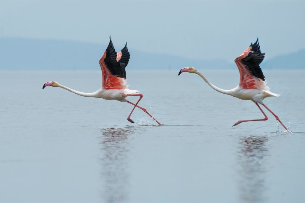 Growth Collaborative Movement Two flamingos on water