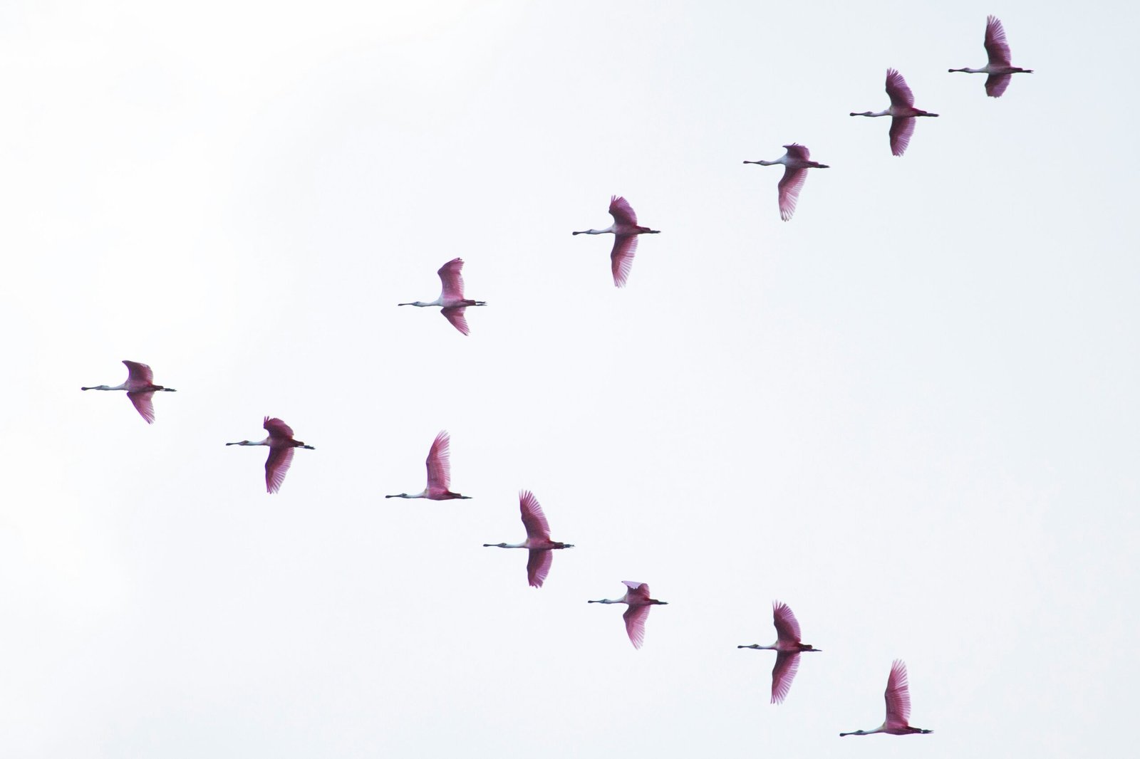 Uniform Collaborative Law Act flock pink flamingos